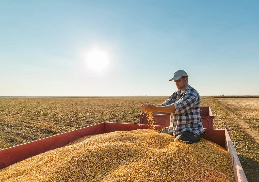 corn gettyimages .jpg