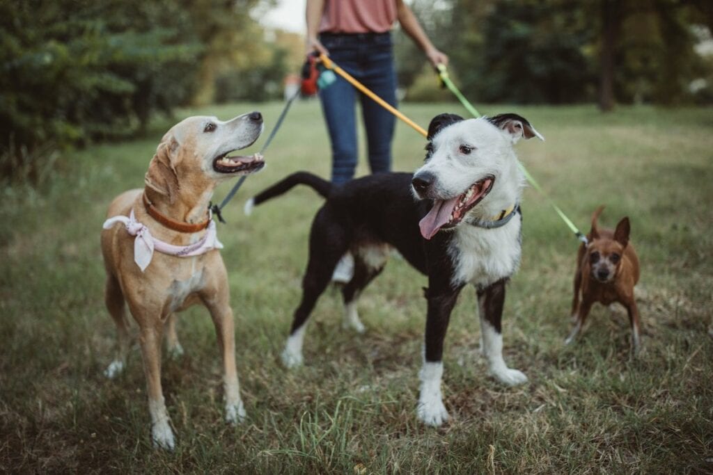 dog walker with three dogs LuwRyki.width