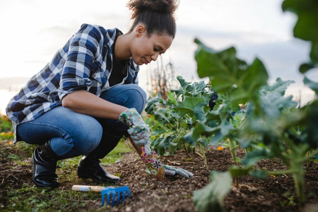Woman tending to her outdoor vegetable garden.width CTXIGL.jpg