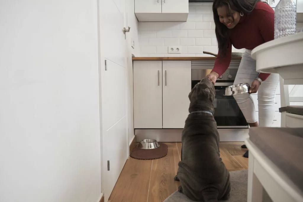 Feeding Dog in Kitchen sJVRZXa.width .jpg