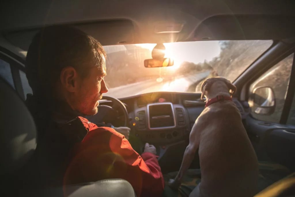 driving car with dog QBSk.width .jpg