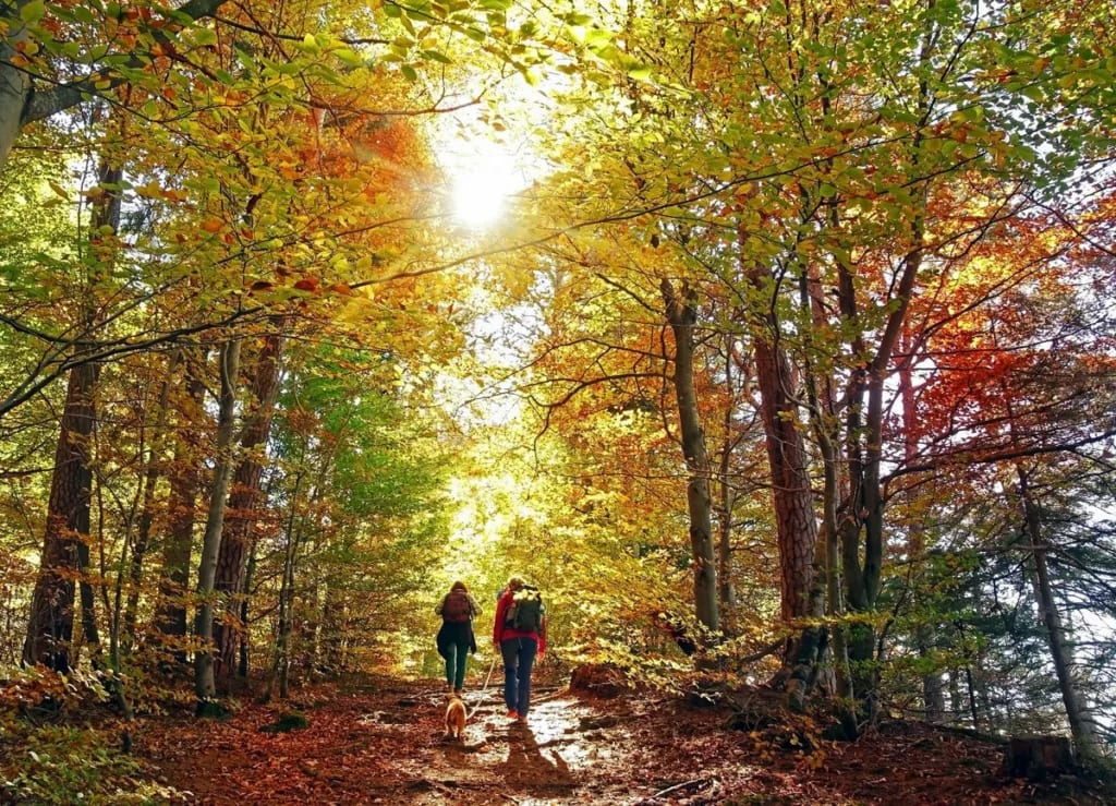 hiking through autumn woods aVQwx.width .jpg