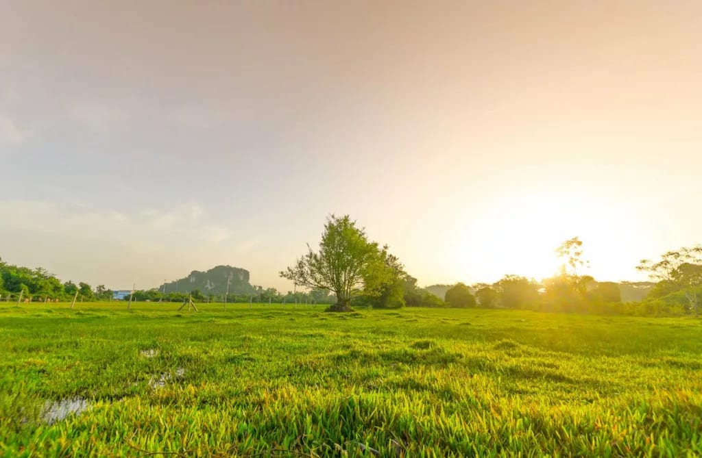 vacant land with tree and grass FWcgsA.width .jpg