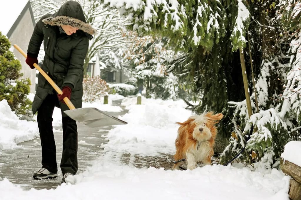 person shoveling snow with dog qnZlAc.width .jpg
