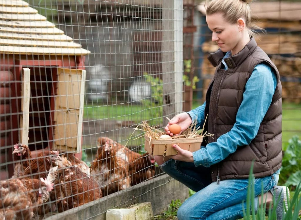 Woman collecting eggs from backyard chicken c.width voWVbhl.jpg