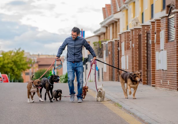 dog walker MVBzbA.width