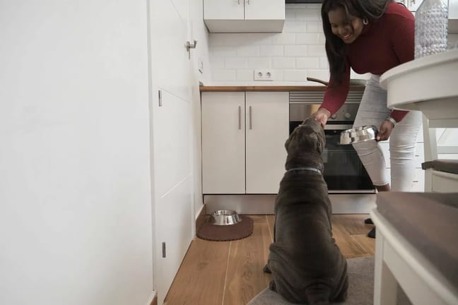 Feeding Dog in Kitchen sJVRZXa.width .jpg