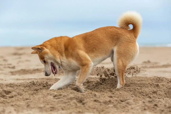 Shiba Inu dog digging a hole at the beach. VX.width .jpg