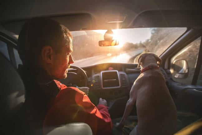 driving car with dog QBSk.width .jpg