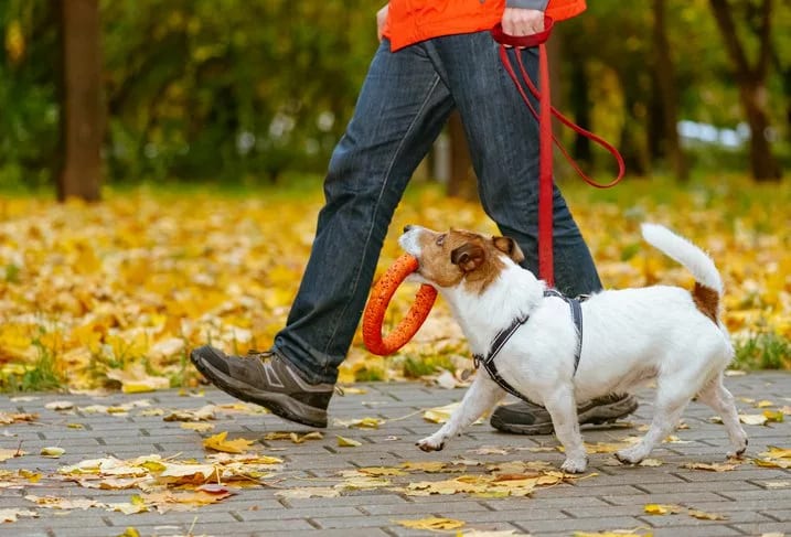 man walking dog with toy.width .jpg