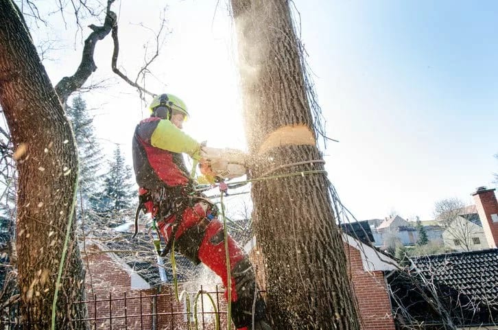 man cutting down tree eJAUI.width .jpg