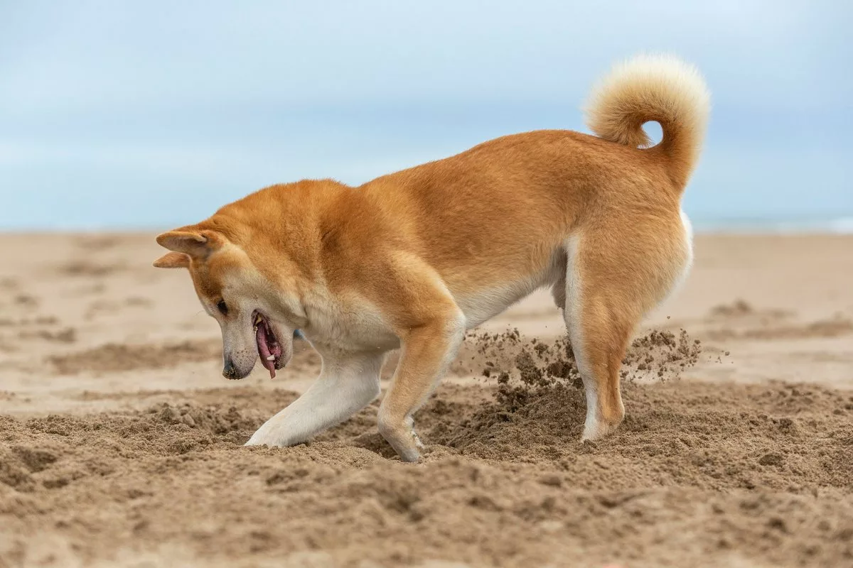 Shiba Inu dog digging a hole at the beach. VX.width .jpg